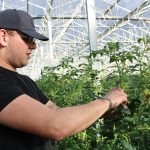 harvest forecast