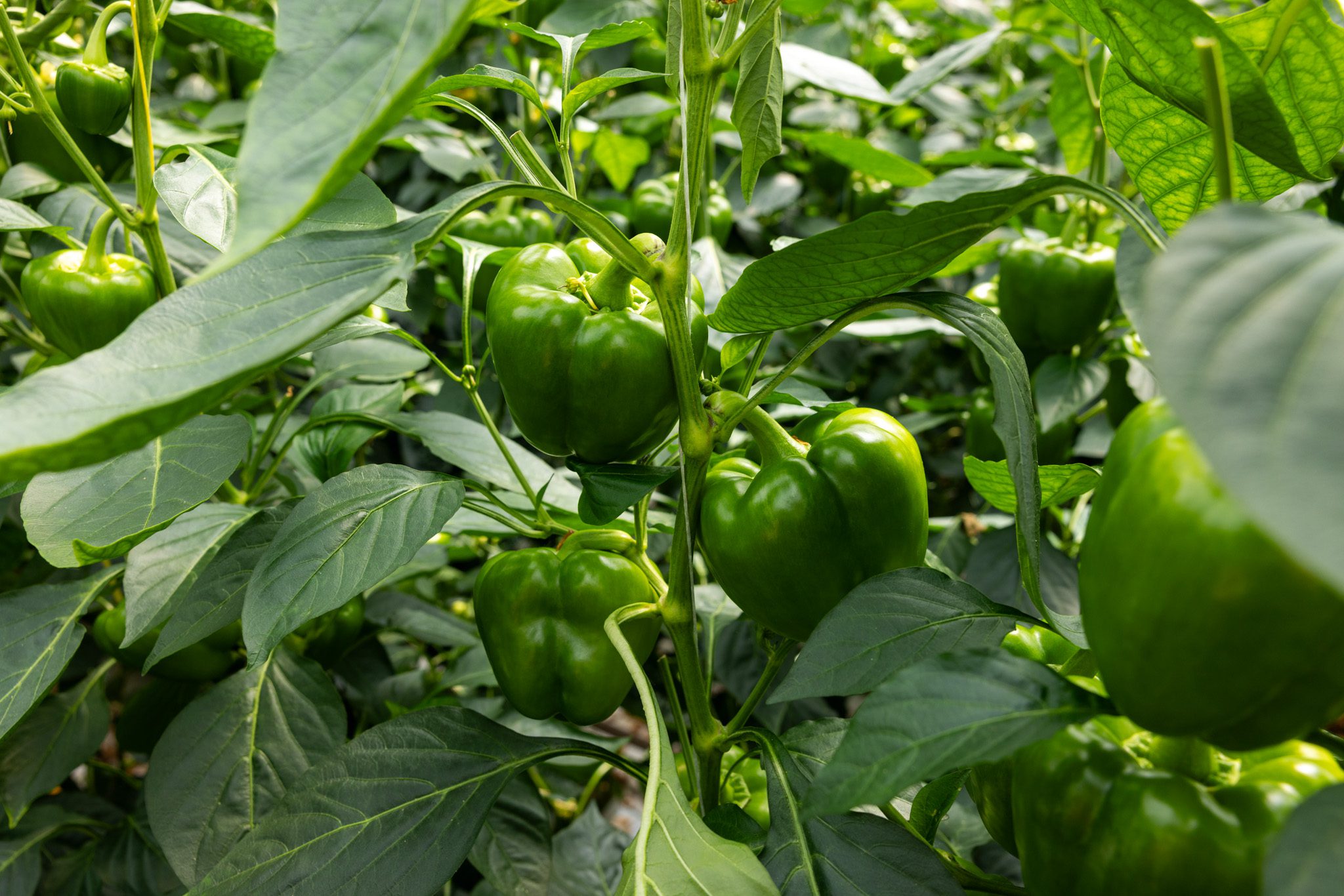 Crop planning